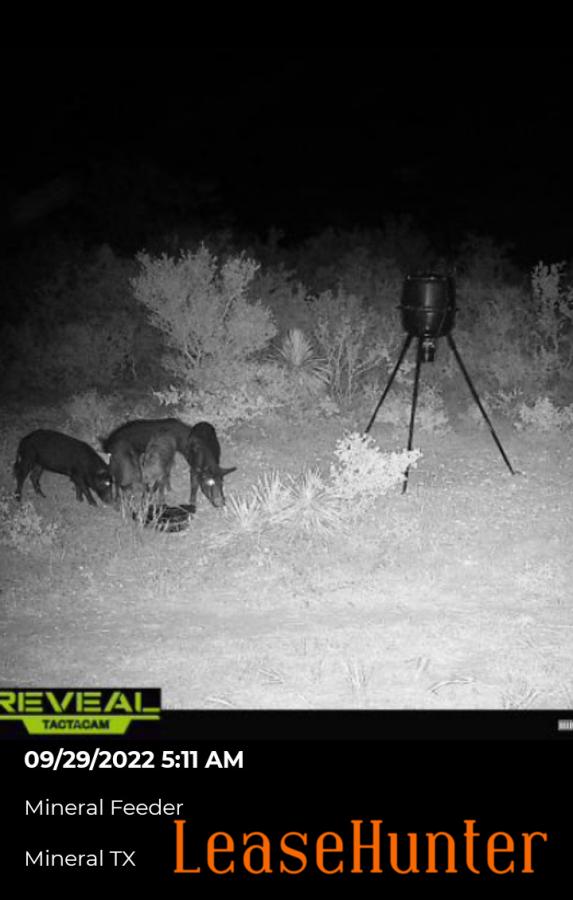 Compact, Easily Accessed 9acre lease near Beeville, TX. Deer, hogs